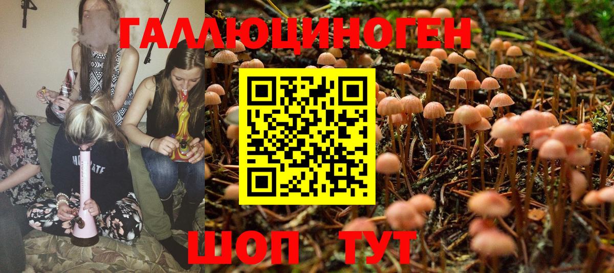 Галлюциногенные грибы GOLDEN TEACHER  купить   Черногорск  Вход с VPN 